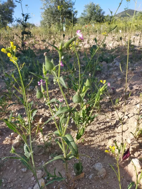 Silene conoidea
