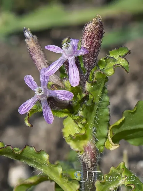 Silene fuscata