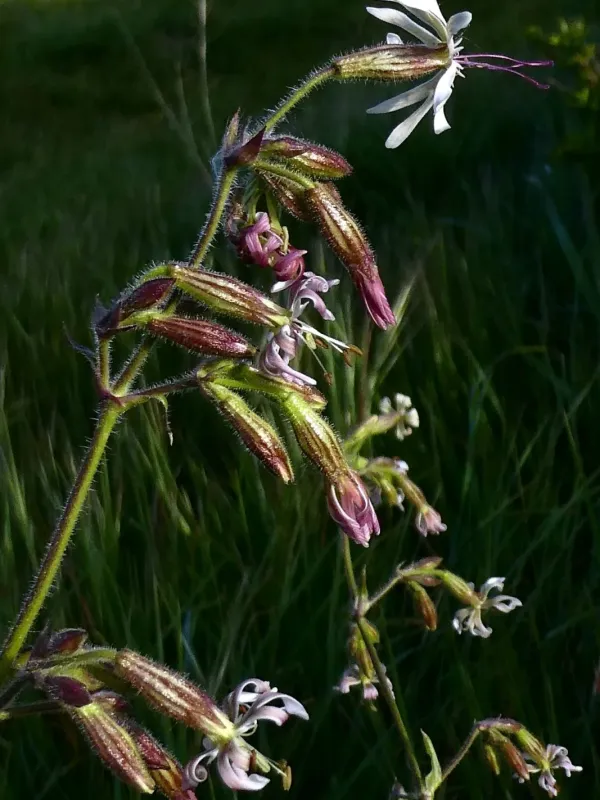 Nottingham catchfly