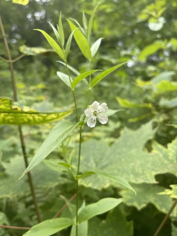 Snowy campion