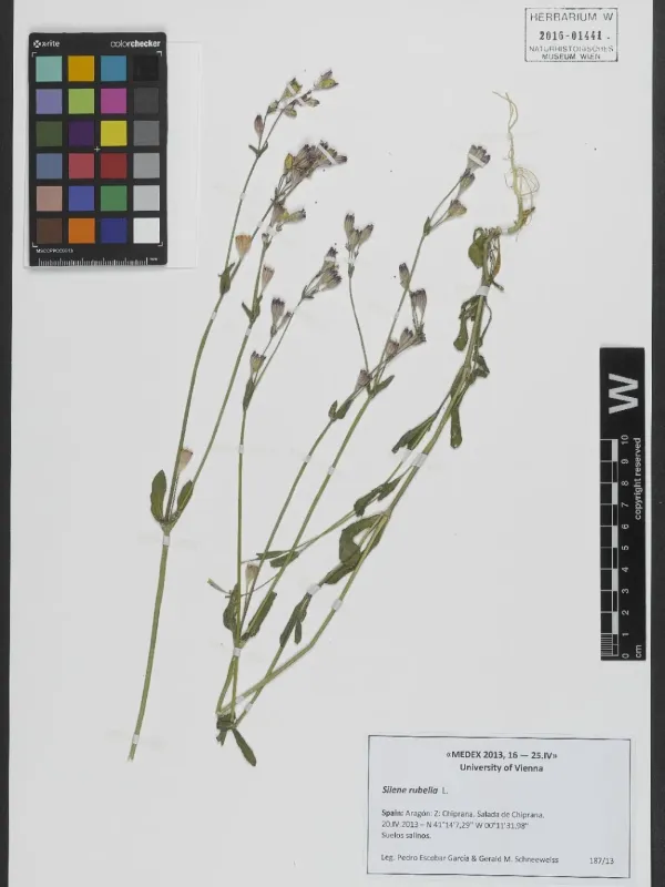 Silene rubella