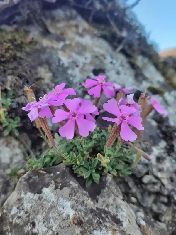 Caucasian campion