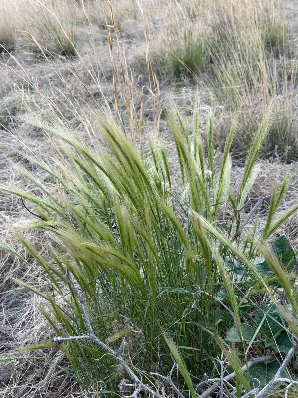 Elymus elymoides