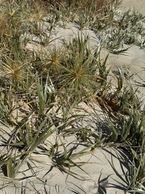 Hairy Spinifex