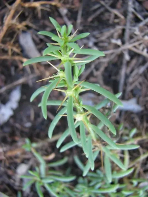 Sclerolaena tetracuspis