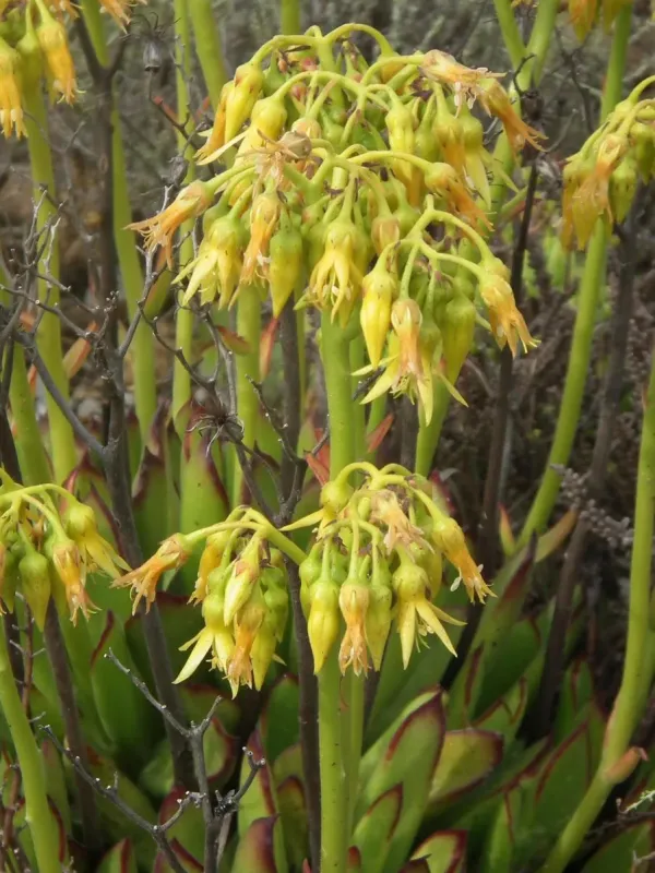 Cotyledon campanulata hybrid