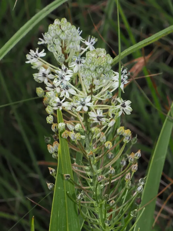 Schizocarphus vandermerwei