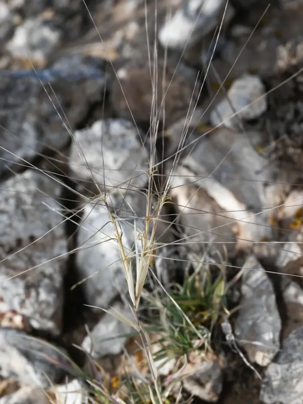 Scleropogon brevifolius