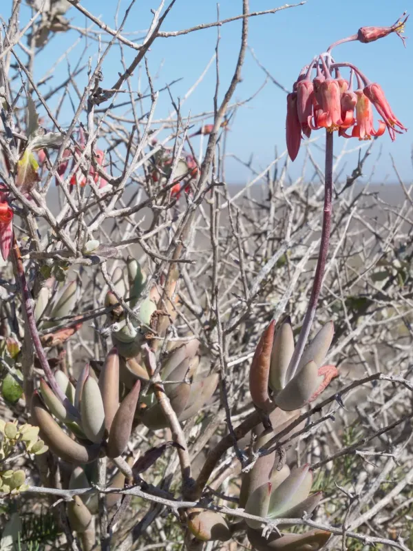 Hybrid of Cotyledon orbiculata and Cotyledon papillaris