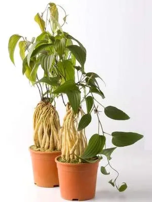Stemona sessilifolia