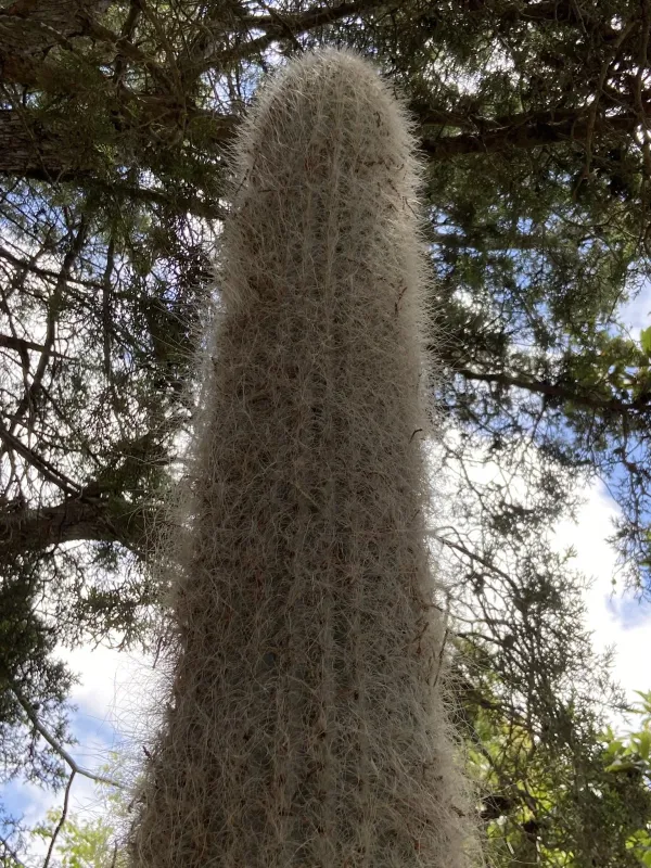 Cephalocereus senilis