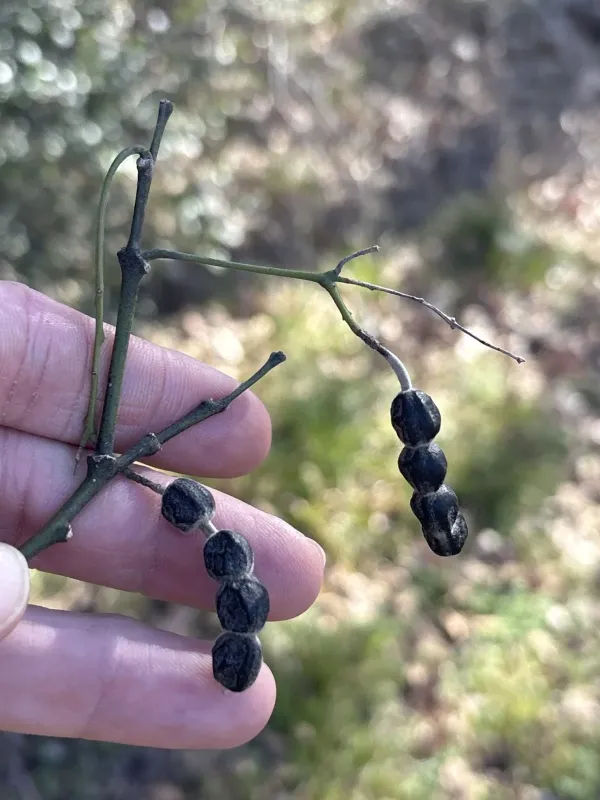 Sophora affinis