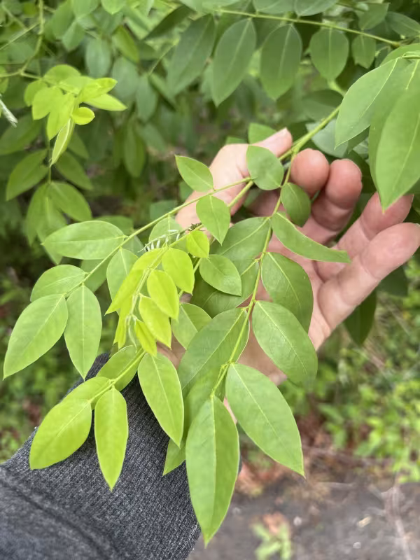 Japanese pagoda tree