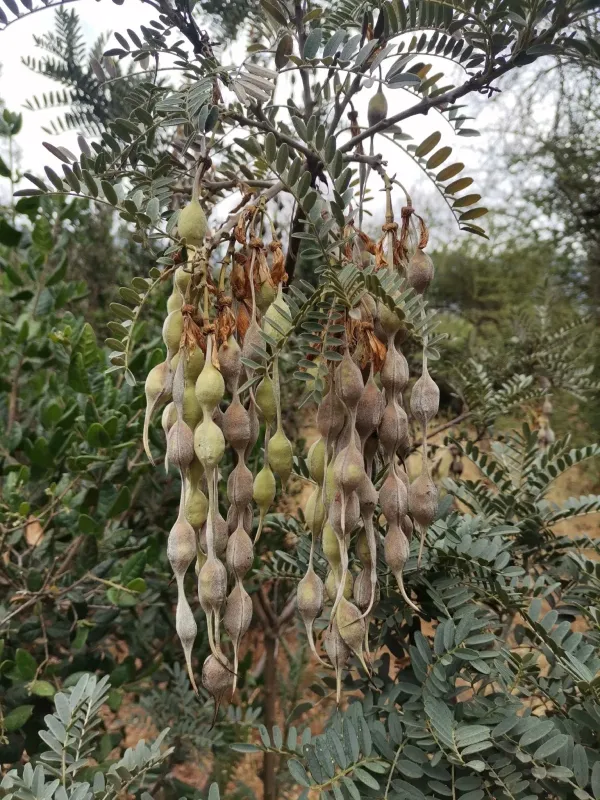 Sophora macrocarpa
