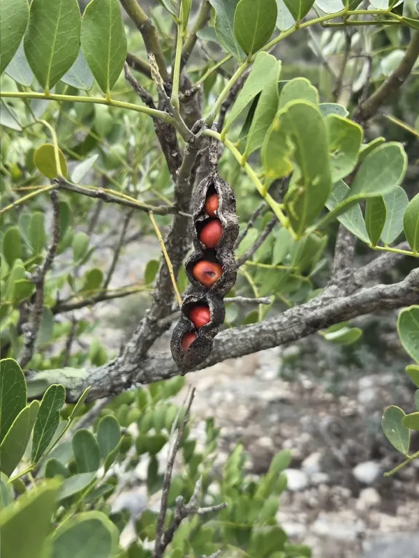 Mescal bean
