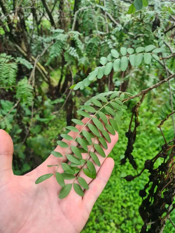 Sophora tetraptera