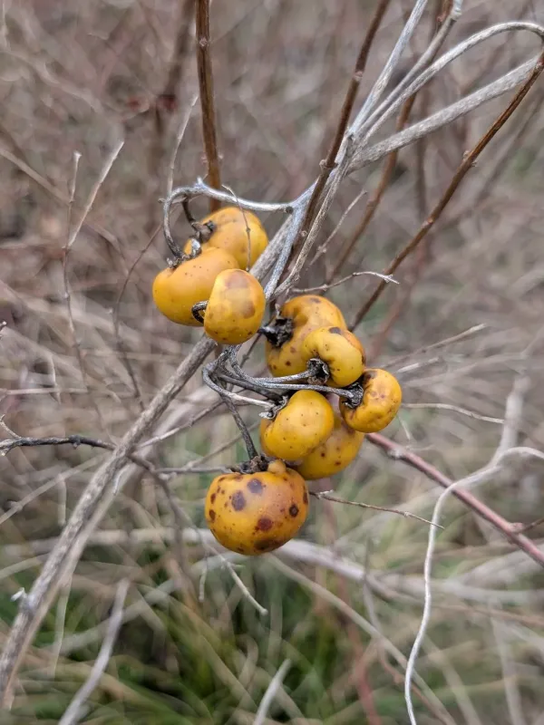 Solanum anoplocladum