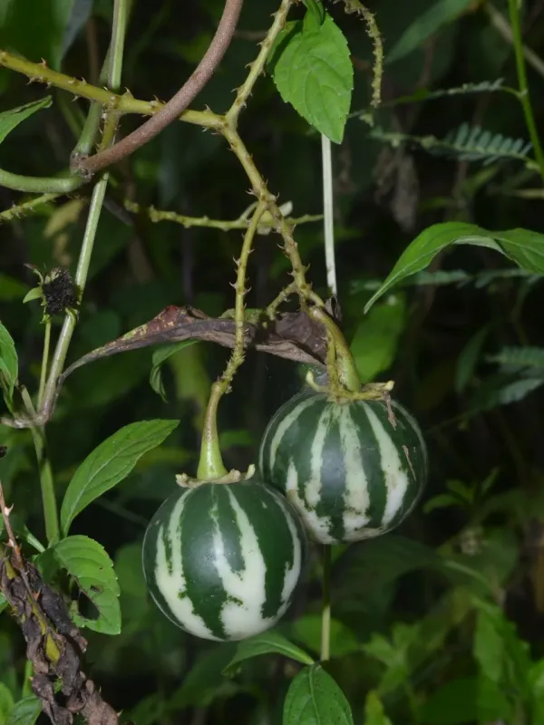 Solanum alternatopinnatum