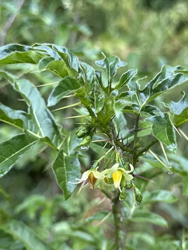 Solanum atropurpureum