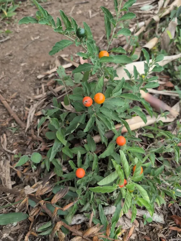 Jerusalem cherry