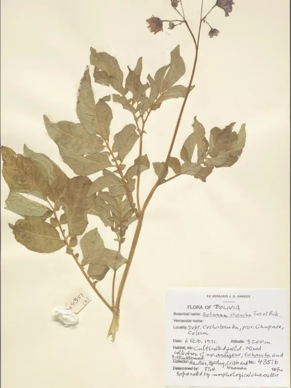Solanum chaucha