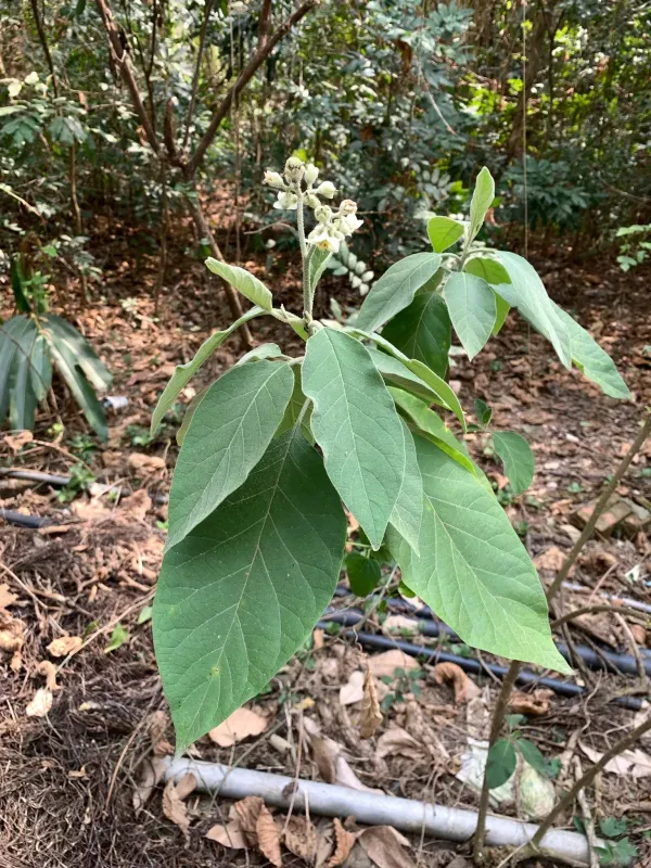 Potato tree
