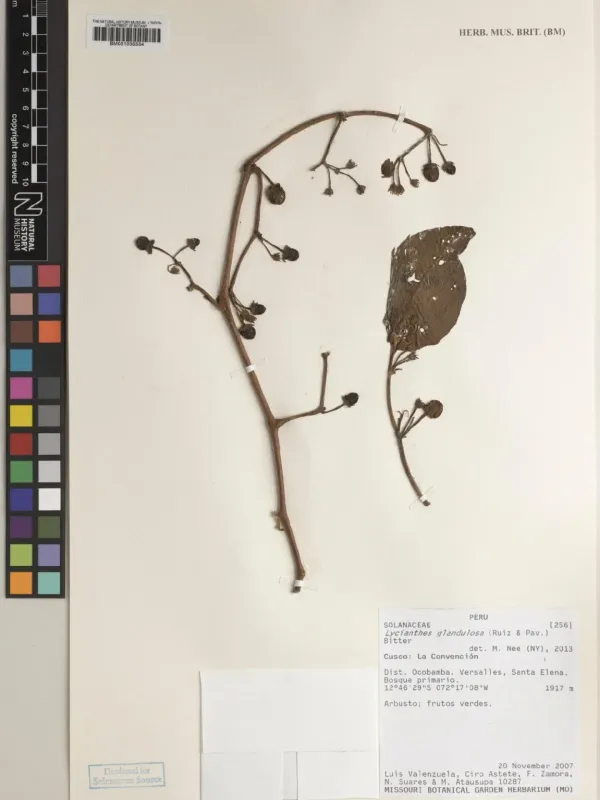 Lycianthes glandulosa