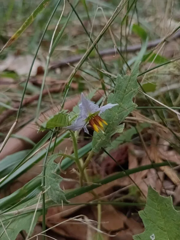 Solanum meloncillo