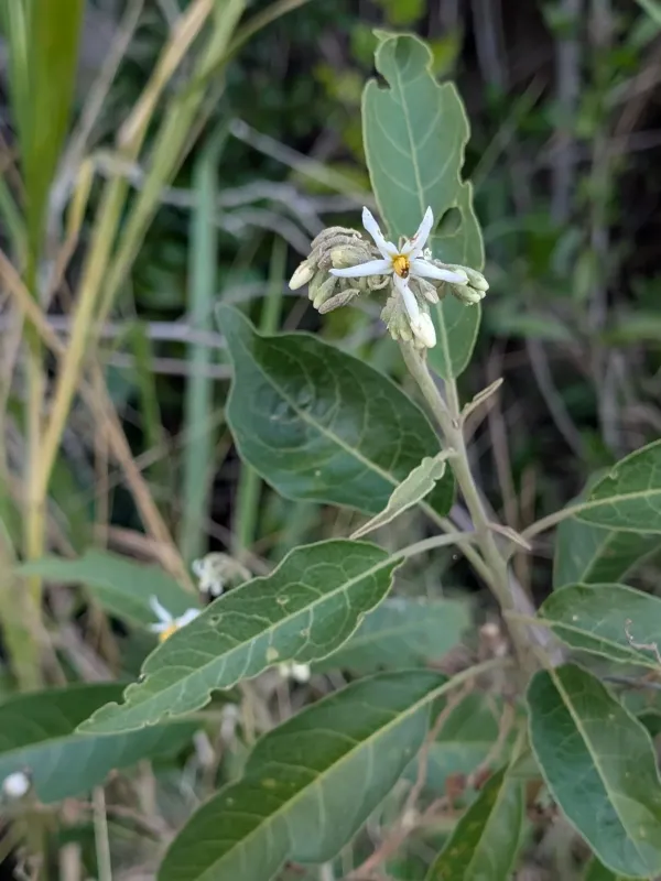 Solanum donianum