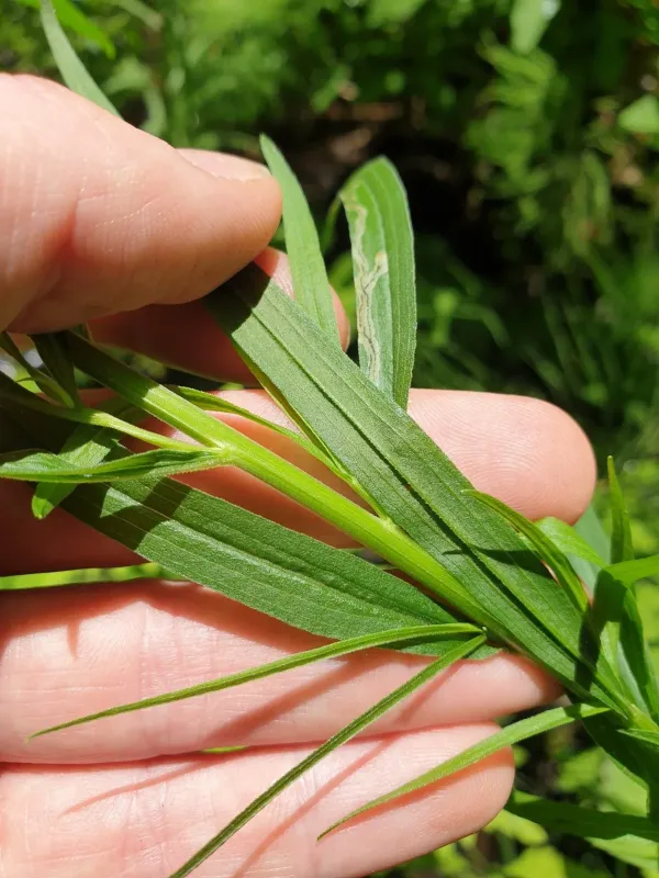 Grass-leaved goldenrod