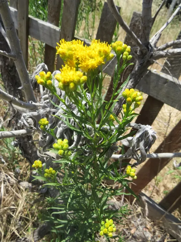 Western goldenrod