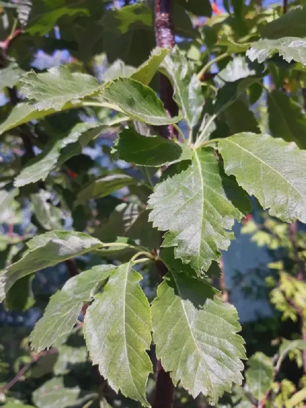Sorbopyrus auricularis
