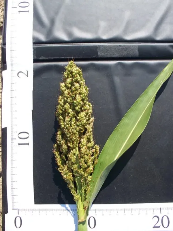 Sorghum propinquum