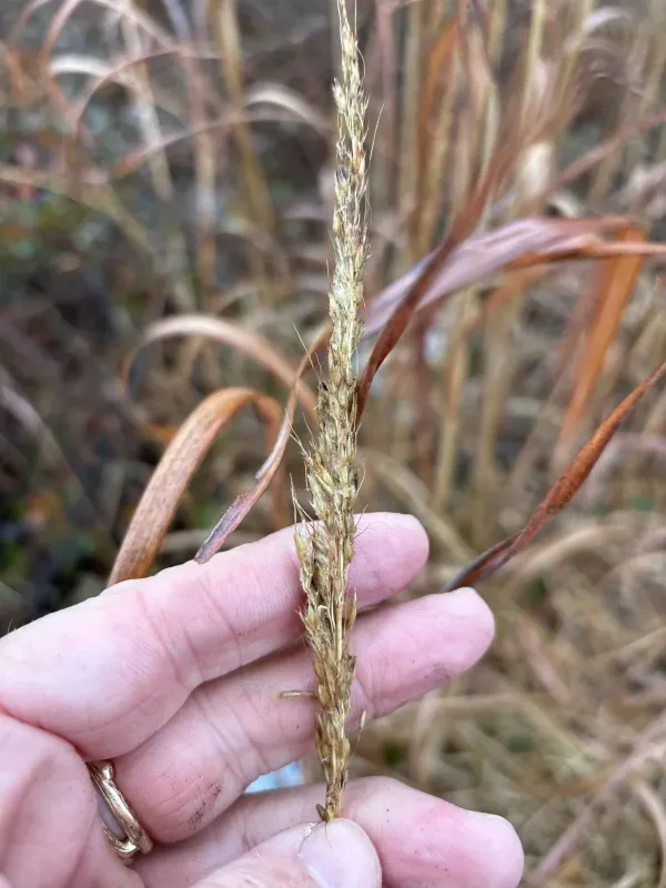 Indian grass