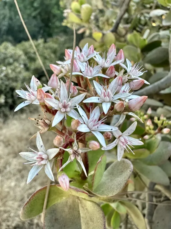 Jade plant