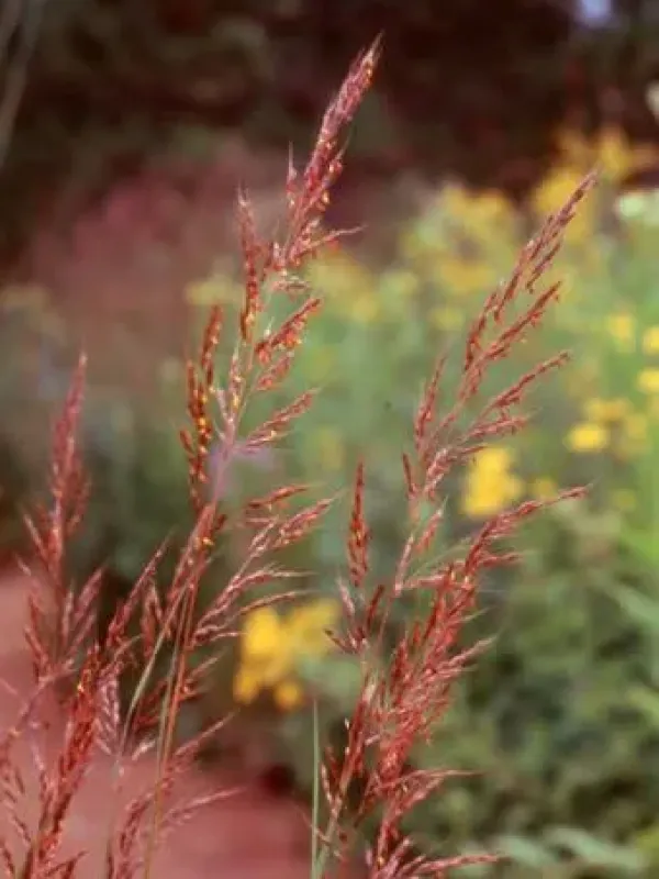 Sorghastrum minarum