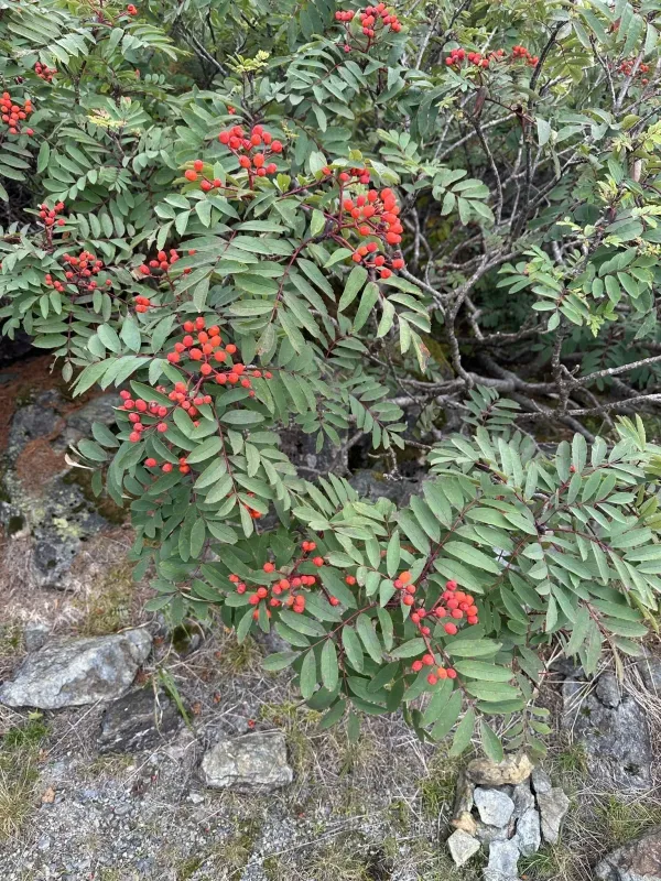 Matsumura mountain ash