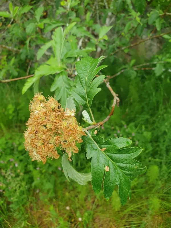 Рябина пренебреженная