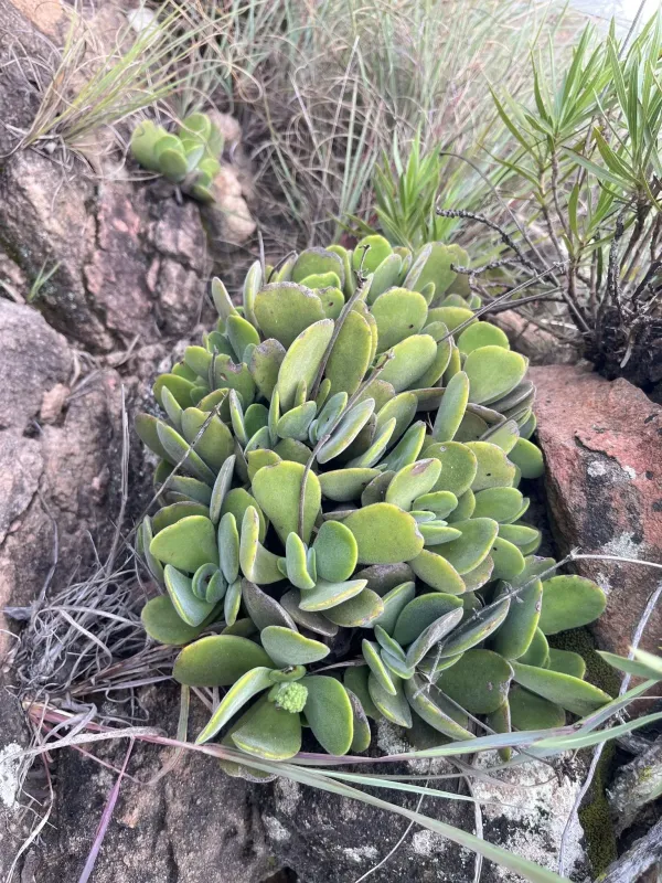 Crassula swaziensis