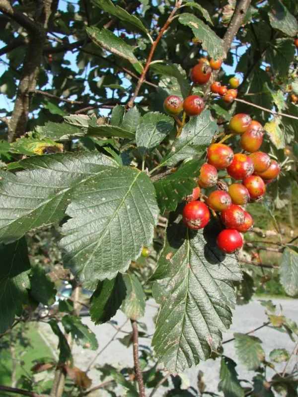 Sorbus subsimilis