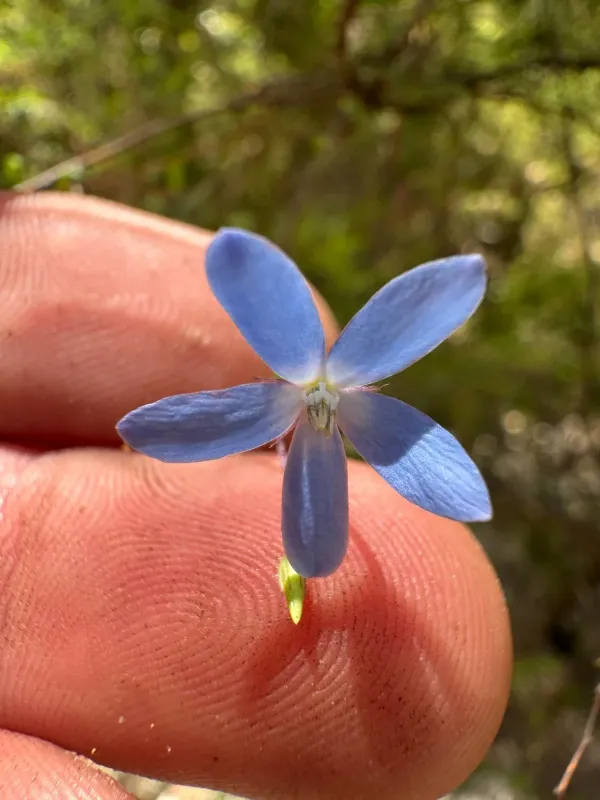 Sollya parviflora