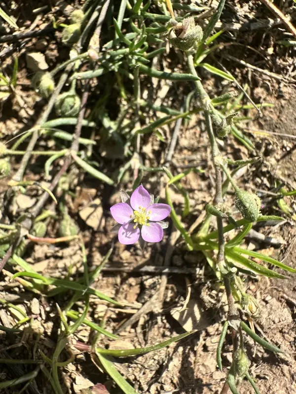 Red sandspurry