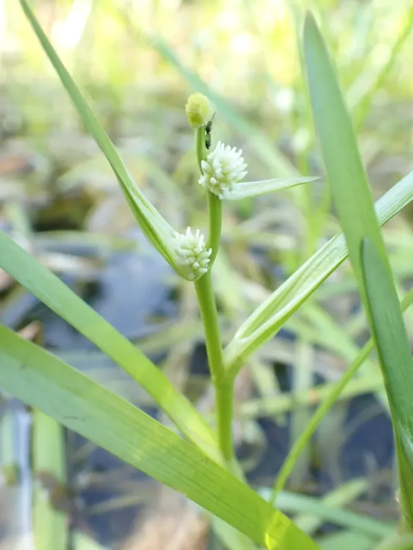 Small bur-reed