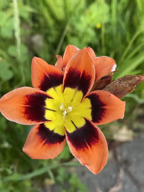 Synnotia
