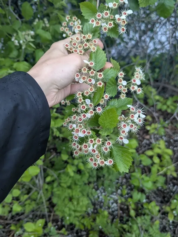 Боярышник мягковатый