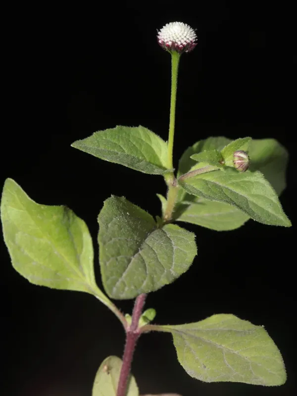 Acmella alba