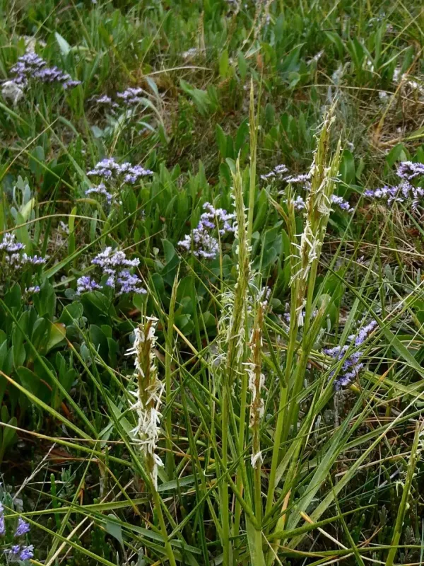 Common cordgrass