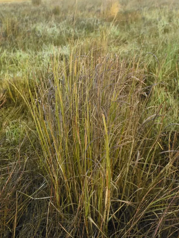 Spartina densiflora