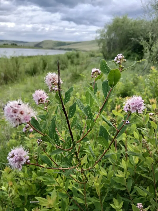 Willow-leaved spirea