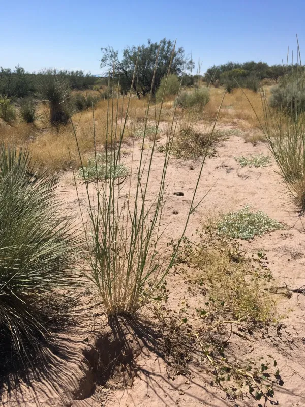 Giant dropseed